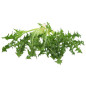 PISSENLIT VERT SAUVAGE 1KG